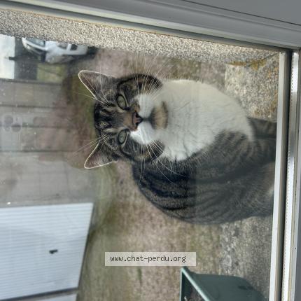 Photo 1/1 Found cat Found in Balines