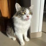 Picture of cat lost at Villefranque