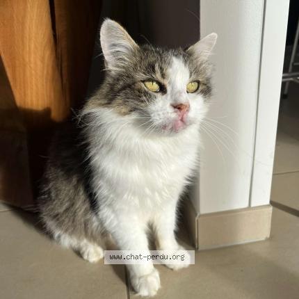 Photo 1/1 KUKI Chat lost in Villefranque