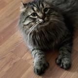 Picture of cat lost at Mont St Gregoire