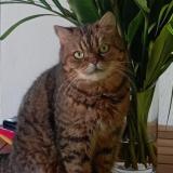 Picture of cat lost at Saint Francois