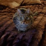 Picture of cat lost at Savigny Le Temple