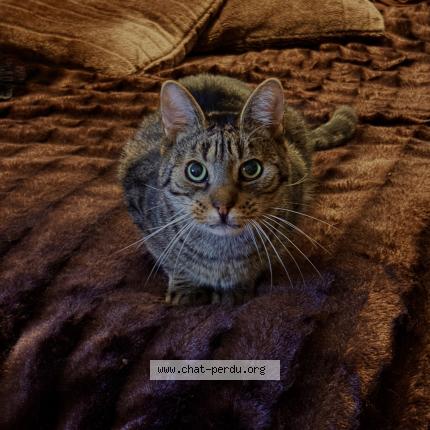 Photo 1/1 Pépite Chat lost in Savigny le temple