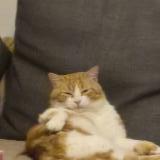 Picture of cat lost at Cormelles Le Royal