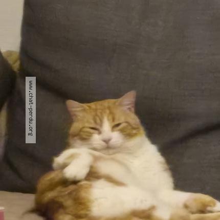 Photo 1/1 Cara Chat lost in Cormelles le royal