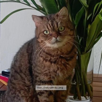 Photo 1/1 WENDY Chat lost in Saint francois