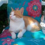 Picture of cat lost at Gourin