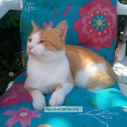 Photo 1/1 Rom&eacute;o Chat lost in Gourin