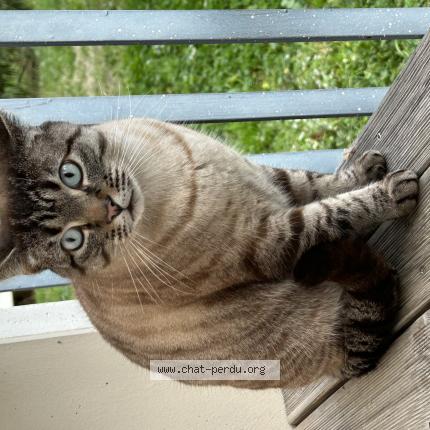 Photo 1/1 Found cat Found in Toulouse