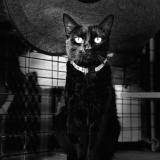 Picture of cat lost at Noumea