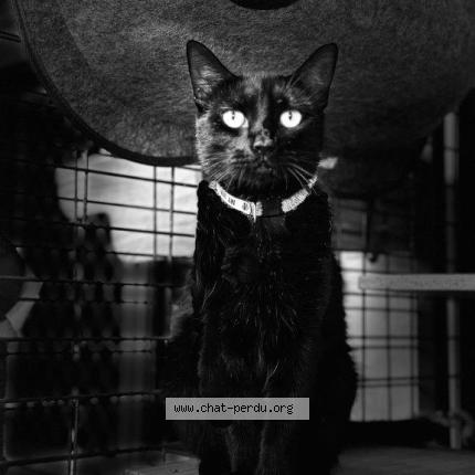 Photo 1/1 Frisquette Chat lost in Noumea