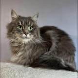 Picture of cat lost at Calais