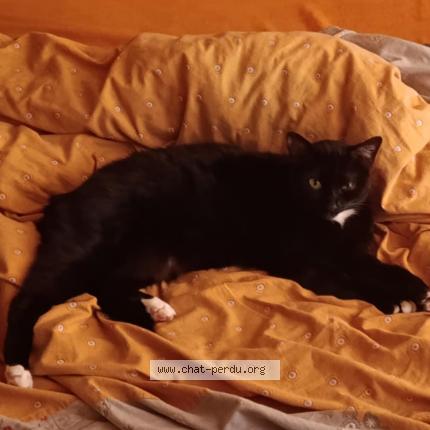 Photo 1/1 Sokette Chat lost in St pierre des ormes