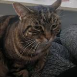 Picture of cat lost at Mallemort