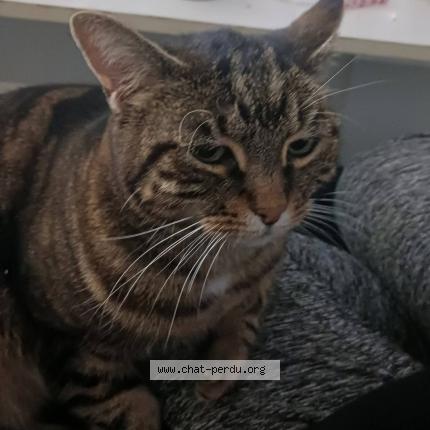 Photo 1/1 Mila Chat lost in Mallemort