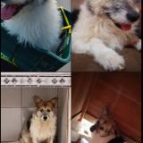 Picture of cat lost at Pantasma