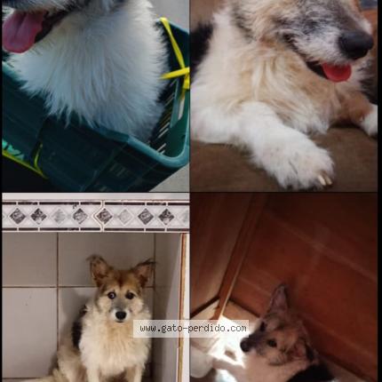 Photo 1/1 Aika Chat lost in Pantasma