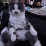 Picture of cat lost at Grand Prairie