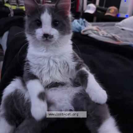 Photo 1/1 Stash Chat lost in Grand prairie