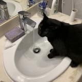 Picture of cat lost at Toulouse