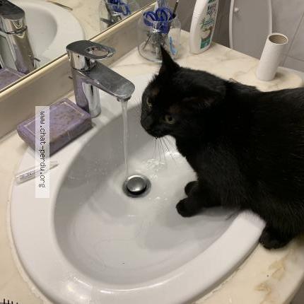 Photo 1/1 Vicky Chat lost in Toulouse