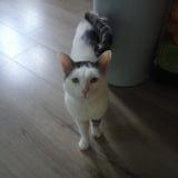 Picture of cat lost at Crouy