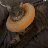 Picture of cat lost at Aurora Co