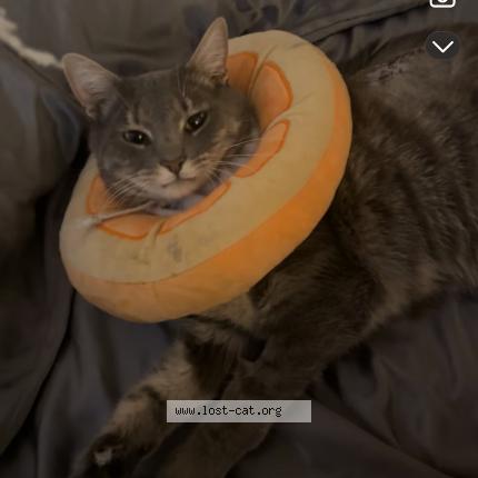 Photo 1/1 Lightning Chat lost in Aurora co