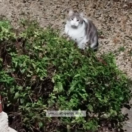 Photo 1/1 Found cat Found in Crouy