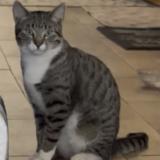 Picture of cat lost at Riverside