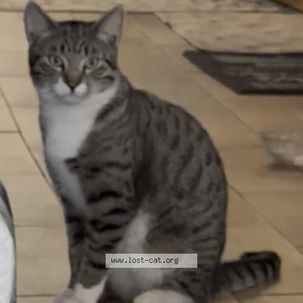 Photo 1/1 Apollo Chat lost in Riverside