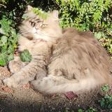 Picture of cat lost at Chelles