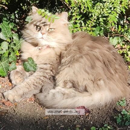 Photo 1/1 Riva Chat lost in Chelles