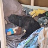 Picture of cat lost at Chabottes