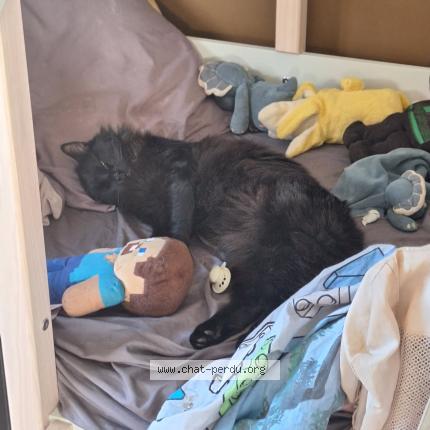 Photo 1/1 Boubou Chat lost in Chabottes