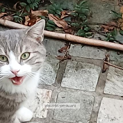 Photo 1/1 Found cat Found in Paris