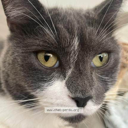 Foto van vermiste kat in Wemmel