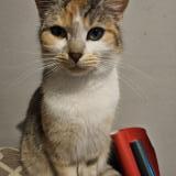 Picture of cat lost at Voulmentin