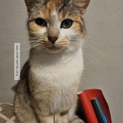 Photo 1/1 Bella Chat lost in Voulmentin