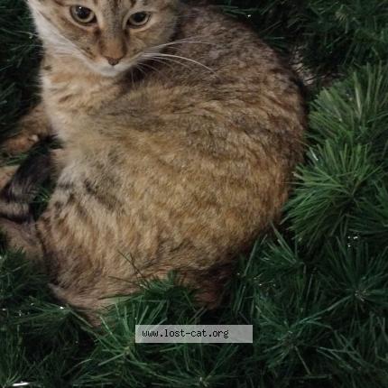 Photo 1/1 Barbara Chat lost in Clovis 93612