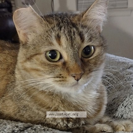 Photo 2/2 Barbara Cat lost in Clovis 93612