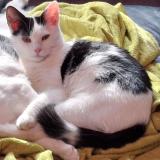 Picture of cat lost at Lamontzee