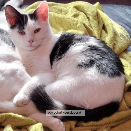 Photo 1/1 Twix Chat lost in Lamontzee