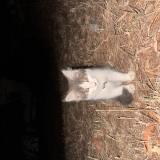 Picture of cat found at Curlewis