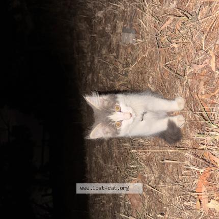 Photo 1/1 Found cat Found in Curlewis