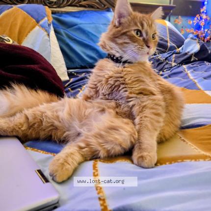 Picture of cat lost at Minneapolis