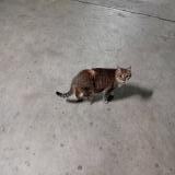 Picture of cat lost at Rennes