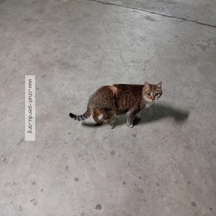 Photo 1/1 Causette Chat lost in Rennes