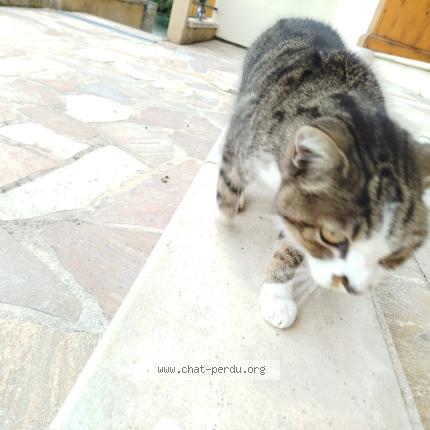 Photo 1/1 Found cat Found in Planaise