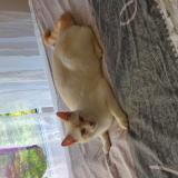 Picture of cat lost at 1213 Petit Lancy